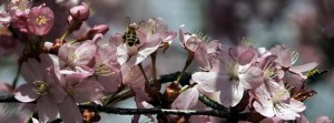 Kirschblüten mit fleißiger Biene FB Banner Kirschblüten mit fleißiger Biene FB Banner