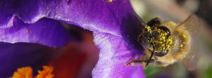 Krokusbiene FB Banner Krokusbiene FB Banner