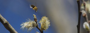 Münchner Biene im Sturzflug FB Banner Münchner Biene im Sturzflug FB Banner