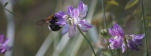 Sommerbiene FB Banner Sommerbiene FB Banner
