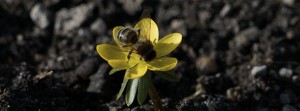 Winterling mit Biene FB Banner Winterling mit Biene FB Banner