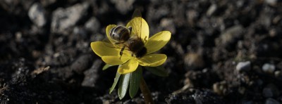 Facebook Titelbilder Bienen 851x315