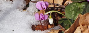Alpenveilchen Schneeglöckchen Banner FB Alpenveilchen Schneeglöckchen Banner FB