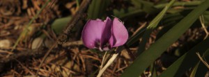 Alpenveilchen Blüte Banner FB Alpenveilchen Blüte Banner FB