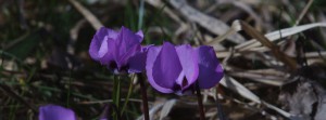 Alpenveilchen Banner FB Alpenveilchen Banner FB