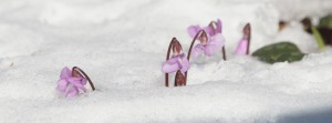 Alpenveilchen im Schnee Banner FB Alpenveilchen im Schnee Banner FB