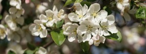 Apfelblüte mit Biene Banner FB Apfelblüte mit Biene Banner FB