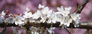 Ast mit weißen Blüten Banner FB Ast mit weißen Blüten Banner FB