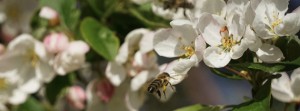 Bienenflug zur Apfelblüte Banner FB Bienenflug zur Apfelblüte Banner FB