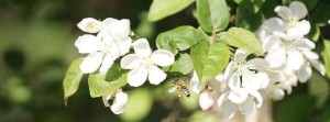 Bienenflug zur Blüte Banner FB Bienenflug zur Blüte Banner FB