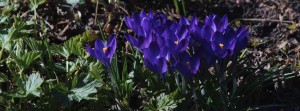 Blaue Krokusgruppe Banner FB Blaue Krokusgruppe Banner FB