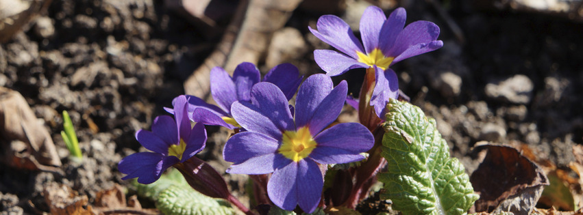 Blaue Primel Banner FB Blaue Primel Banner FB