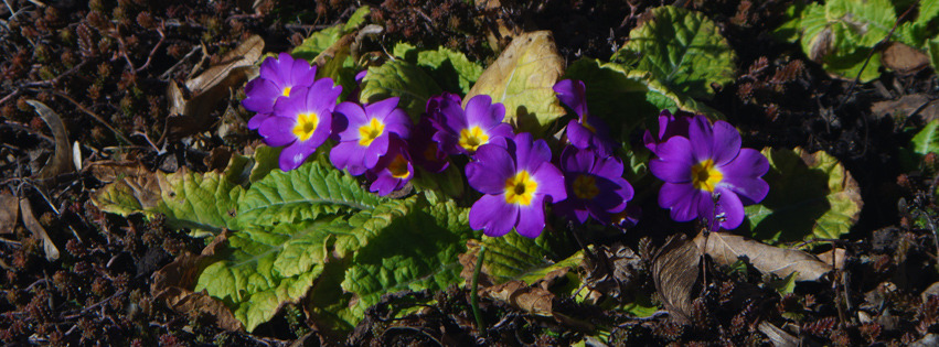 Blaue Primelreihe Banner FB Blaue Primelreihe Banner FB