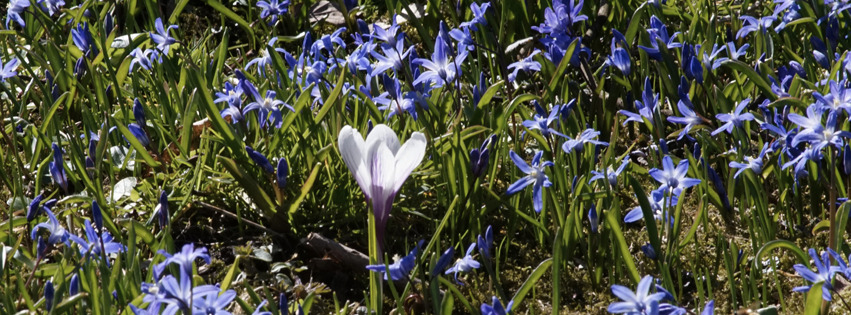 Blaustern und Krokus Banner FB Blaustern und Krokus Banner FB