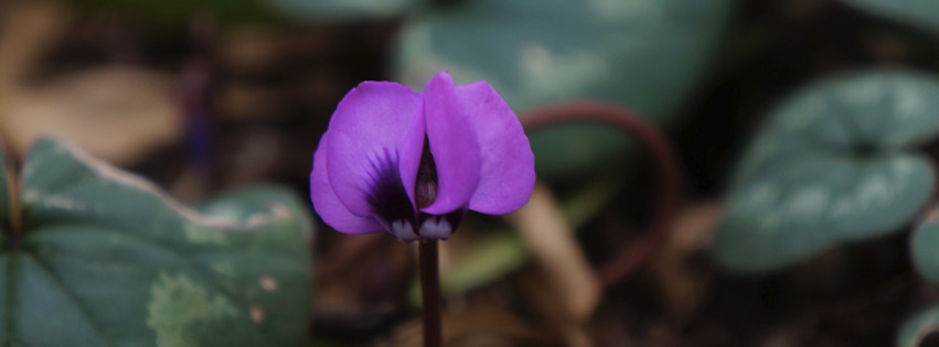 Blick des Apenveilchens Banner FB Blick des Apenveilchens Banner FB