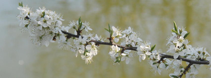 Blütenzweig am See Banner FB Blütenzweig am See Banner FB