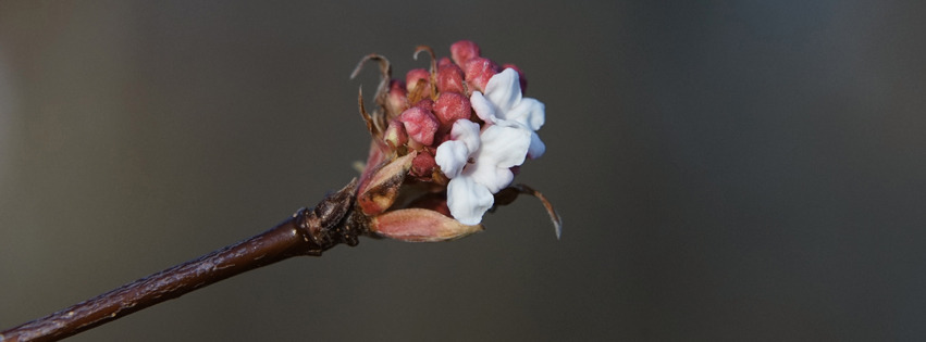 Blütenzweig im Januar Banner FB Blütenzweig im Januar Banner FB