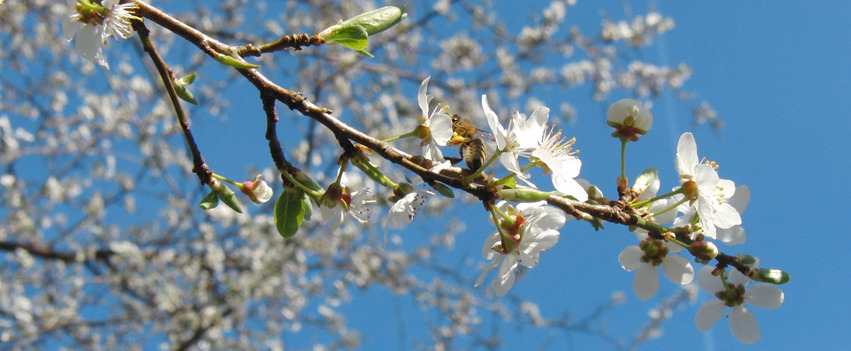 Blütenzweig weiß mit Biene Banner FB Blütenzweig weiß mit Biene Banner FB