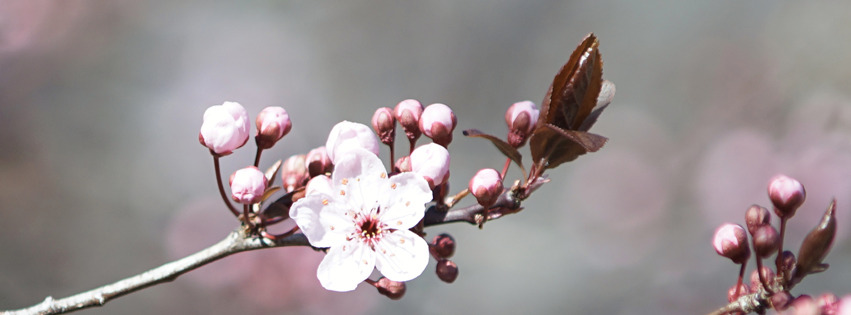 Blutpflaumenblüte Banner FB Blutpflaumenblüte Banner FB