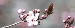 Blutpflaumenblüte Banner FB Blutpflaumenblüte Banner FB