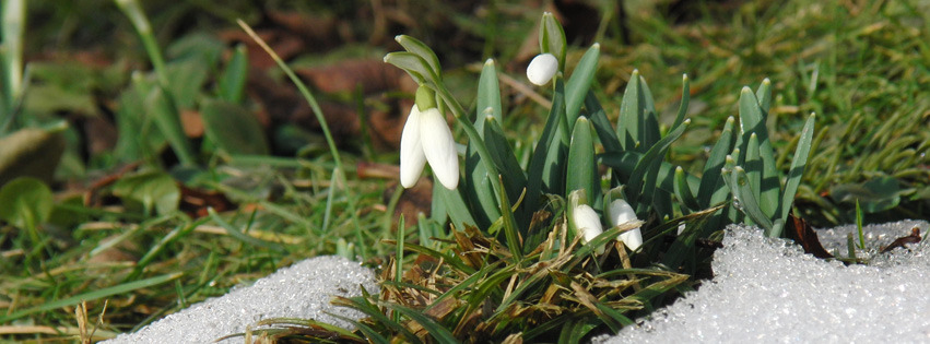 Die Schneeglöckchen kommen Banner FB Die Schneeglöckchen kommen Banner FB