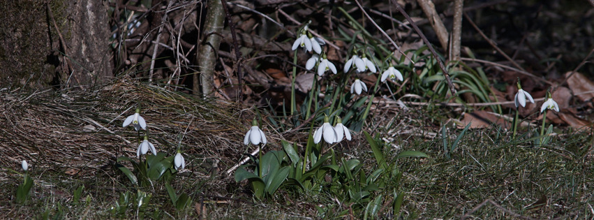 Die Schneeglöckchen sind da Banner FB Die Schneeglöckchen sind da Banner FB