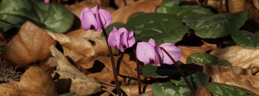 Drei Alpenveilchen Banner FB Drei Alpenveilchen Banner FB