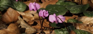 Drei Alpenveilchen Banner FB Drei Alpenveilchen Banner FB