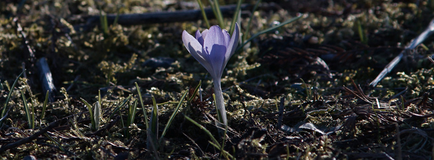 Einsamer Elfenkrokus Banner FB Einsamer Elfenkrokus Banner FB