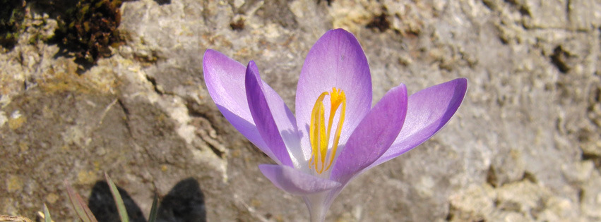 Elfenkrokus Banner FB Elfenkrokus Banner FB