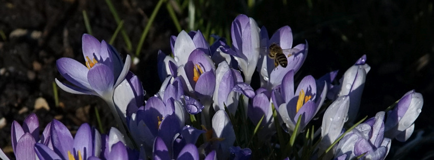 Elfenkrokus Gruppe Banner FB Elfenkrokus Gruppe Banner FB