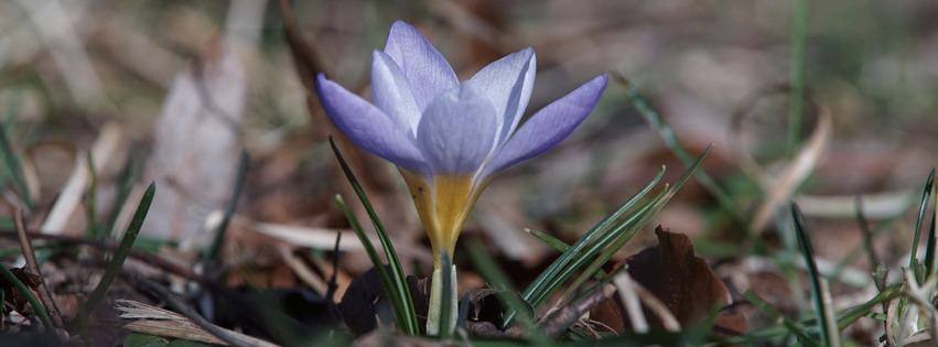 Elfenkrokuse 1 Banner FB Elfenkrokuse 1 Banner FB