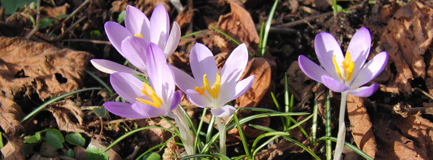 Elfenkrokuse Banner FB Elfenkrokuse Banner FB