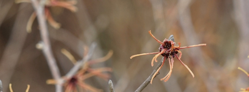 Erste Blüten der Zaubernuss Banner FB Erste Blüten der Zaubernuss Banner FB