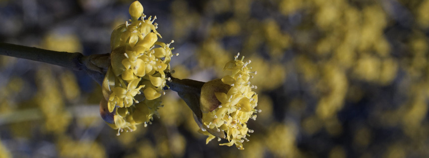 Erste Farben im Busch Banner FB Erste Farben im Busch Banner FB