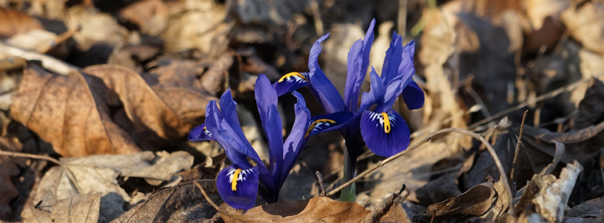 Ersten Farben im  alten Laub Banner FB Ersten Farben im  alten Laub Banner FB