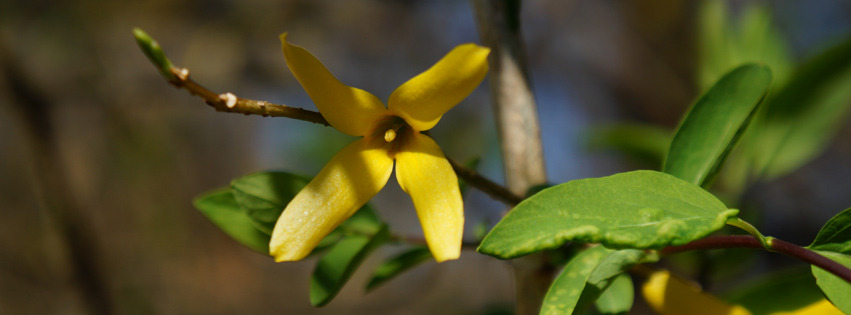 Forsythienblüte Banner FB Forsythienblüte Banner FB