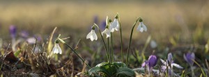 Frühlingsglöckchen Banner FB
