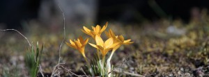 Gelbe Krokusgruppe Banner FB