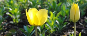Gelbe Tulpen Banner FB