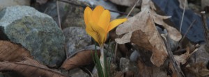 Gelber Krokus Banner FB