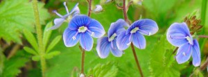 Gewitterblümchen Gruppe Banner FB