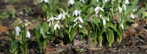 Gruppe Schneeklöckchen Banner FB