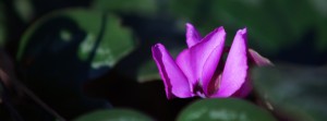 Im Auge des Alpenveilchens Banner FB