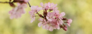Kirschblütendolde Banner FB