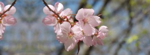 Kirschblüten Banner FB