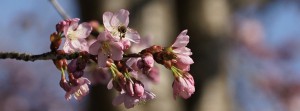 Kirschblüten rosa mit Biene Banner FB