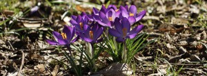 Kleine lila Frühlingsboten Banner FB Kleine lila Frühlingsboten Banner FB