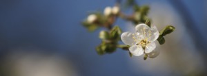 Kleine weiße Frühlingsblüten 1 Banner FB Kleine weiße Frühlingsblüten 1 Banner FB