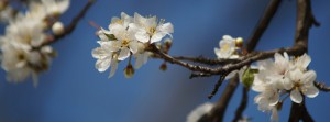 Kleine weiße Frühlingsblüten Banner FB Kleine weiße Frühlingsblüten Banner FB